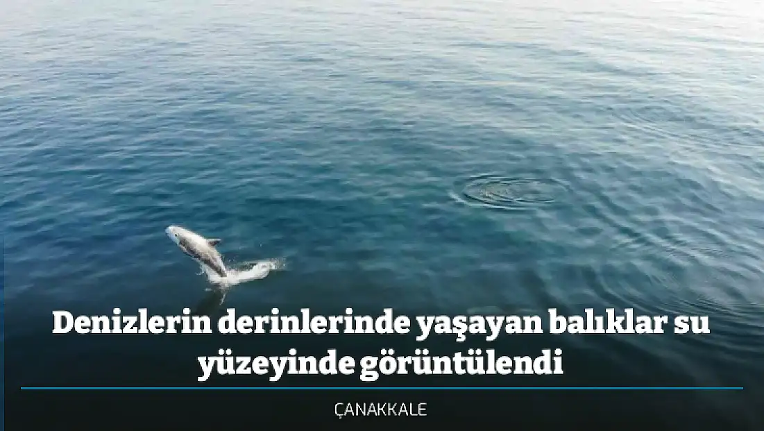 Denizlerin derinlerinde yaşayan balıklar su yüzeyinde görüntülendi