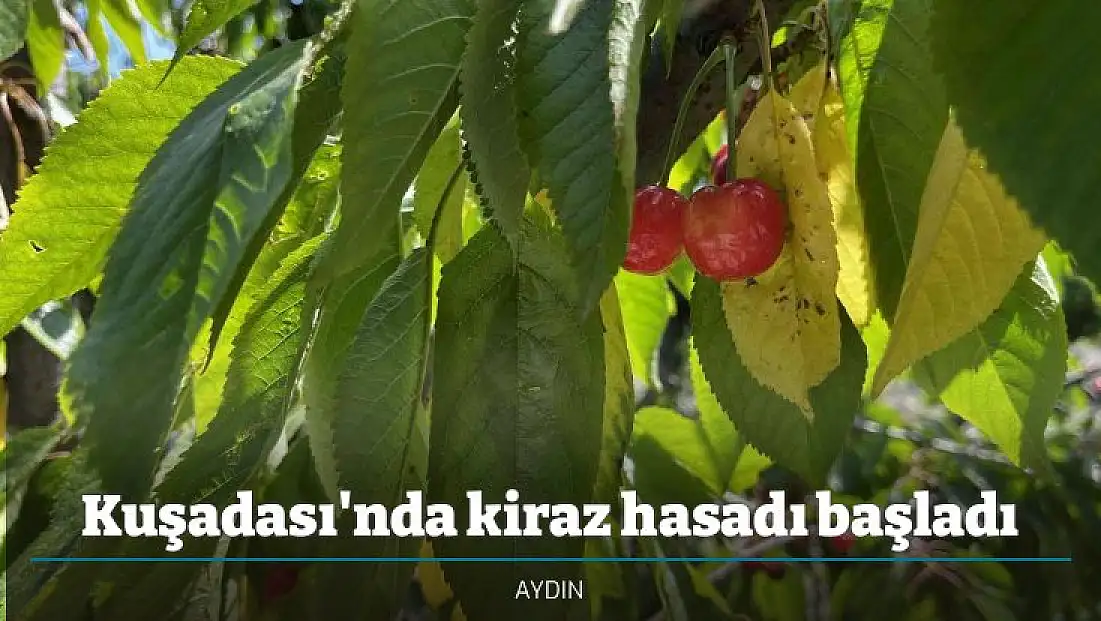 Kuşadası'nda kiraz hasadı başladı