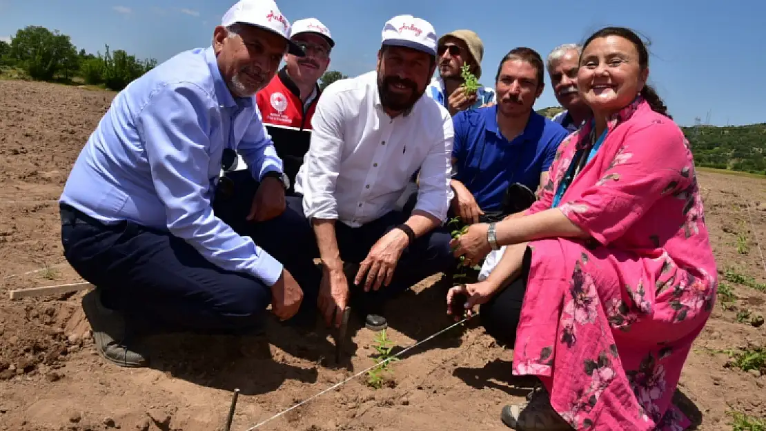 200 yıl sonra Sındırgı'da kök boya bahçesi kuruldu