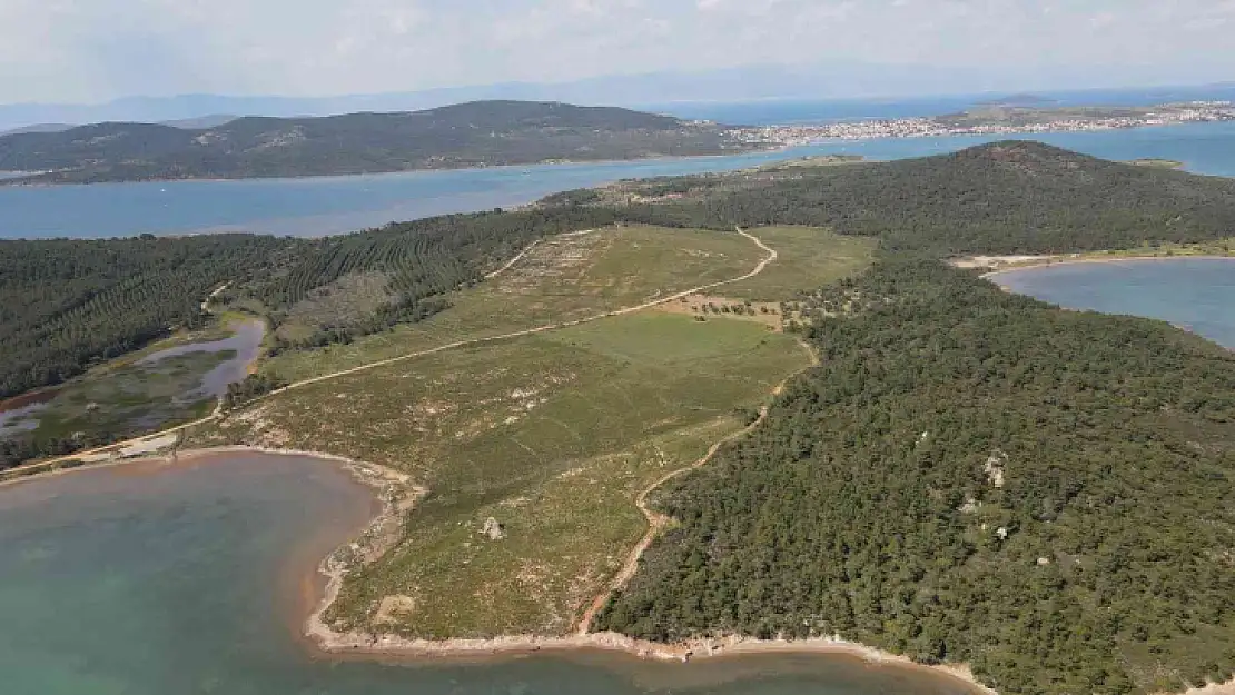 Ayvalık'ta yanan ormanlık alanlarda yeşil yeniden hayat buluyor