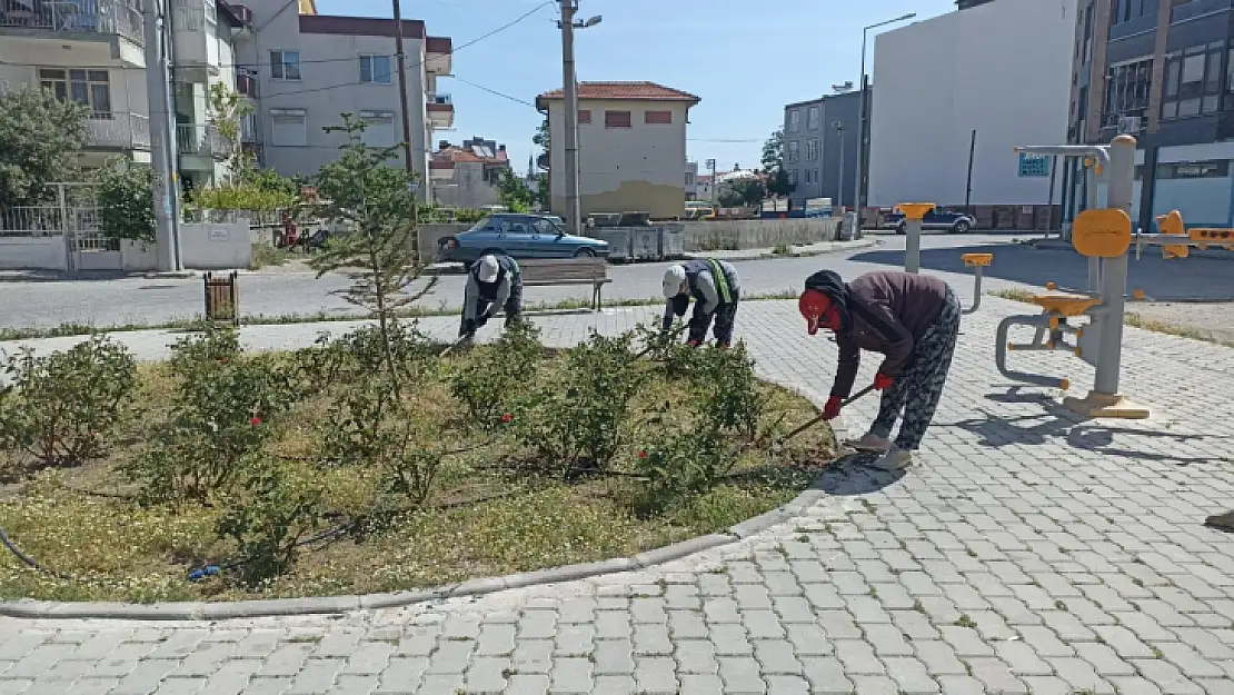 Burhaniye'de yabani otlar temizleniyor