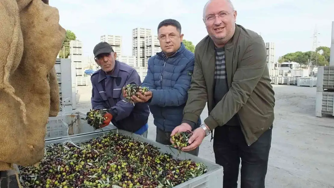 Burhaniye'de zeytinde randıman ve yağ kalitesi sevindirdi