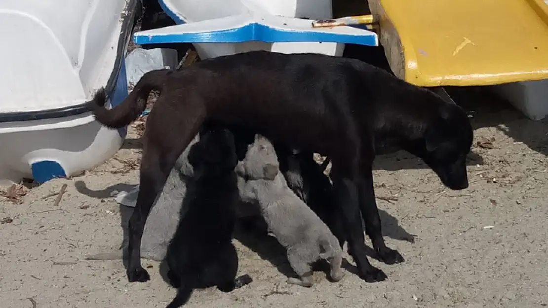 Erdek Kaymakamı Aksoy köpek katliamına duyarsız kalmadı