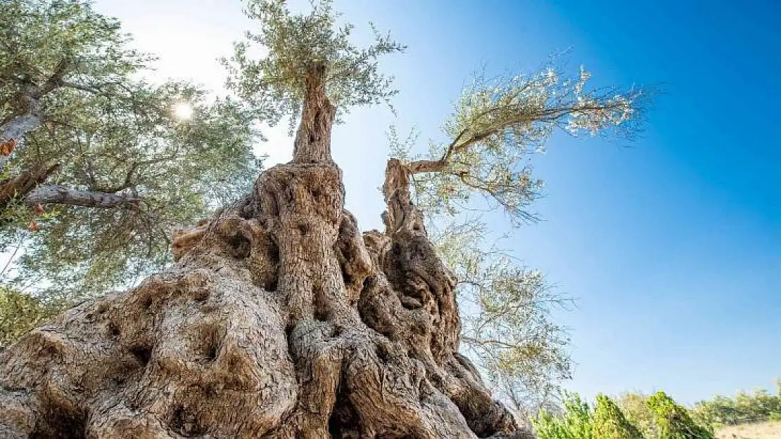 Fuar İzmir'de zeytinyağı müzayedesi