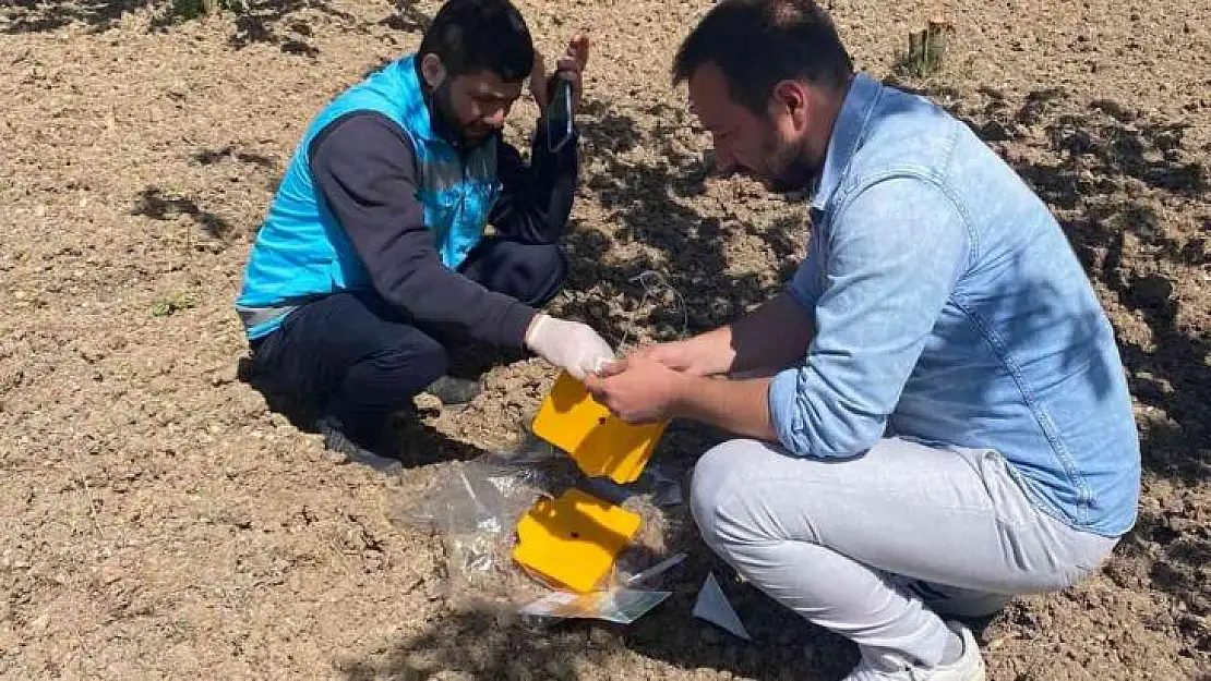 Gediz'de kiraz sineği ile mücadele başladı