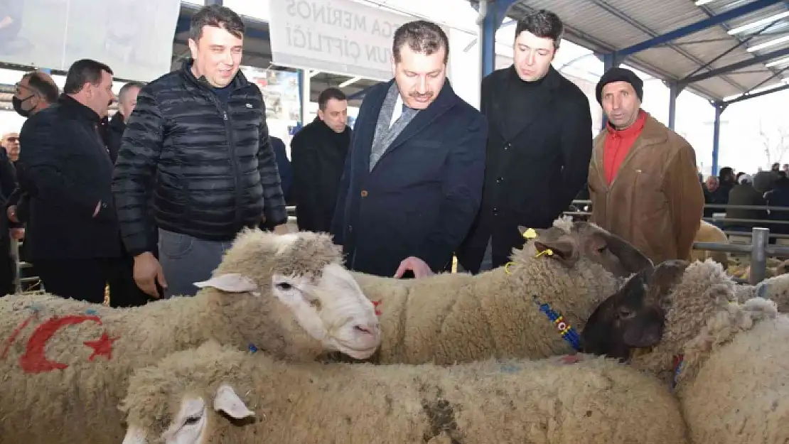 Koçlar Gönen'de panayırda boy gösterdi