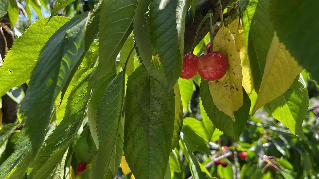 Kuşadası'nda kiraz hasadı başladı