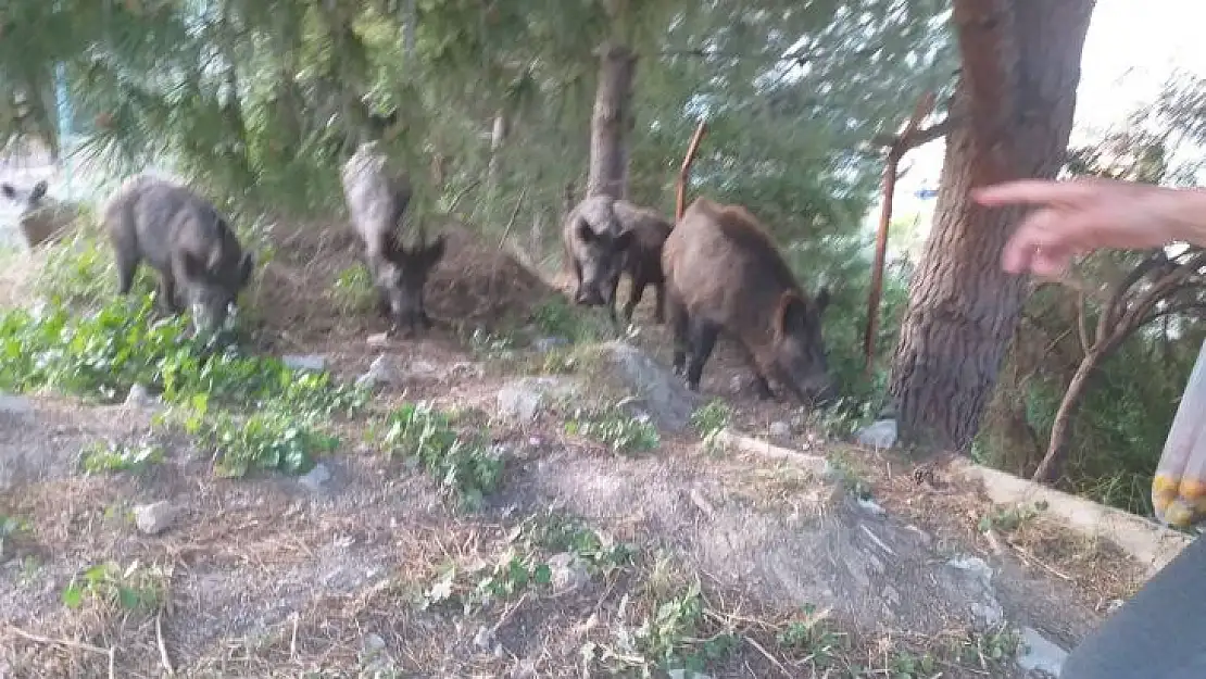 Milas'ta mahalle sakinleri domuzlara yiyecek verdi