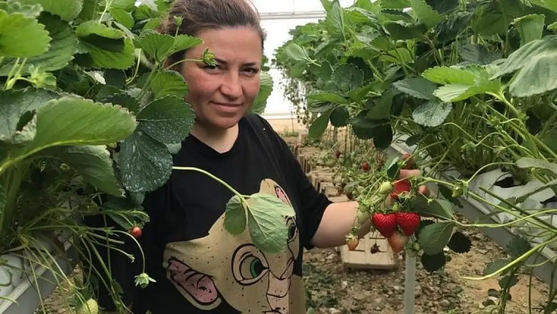 Mühendis çift mesleklerini bırakıp çilek serası kurdu