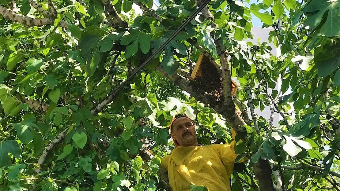 Oğul veren arılar şehri bastı