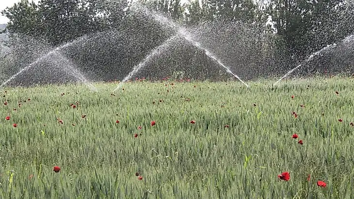 Buğday üreticisi yağmur bekliyor