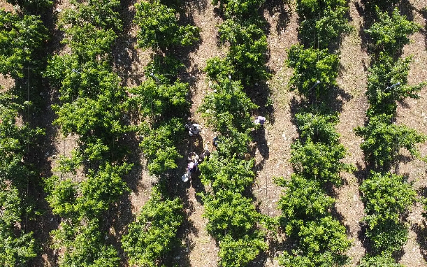 Erkenci şeftali üreticisinin yüzünü güldürdü