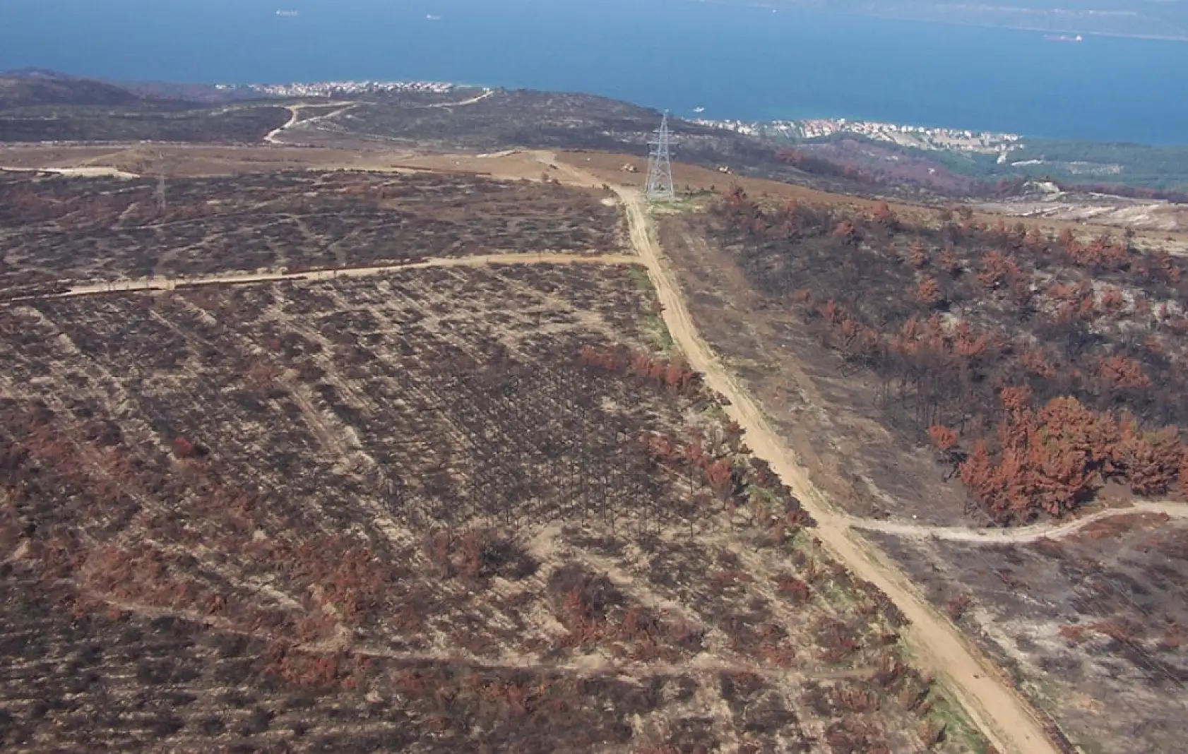Yanan ormanlar yeniden yeşerdi