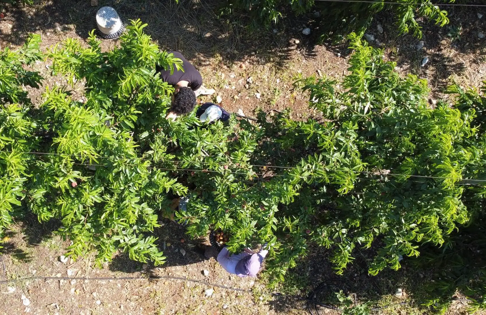 Erkenci şeftali üreticisinin yüzünü güldürdü