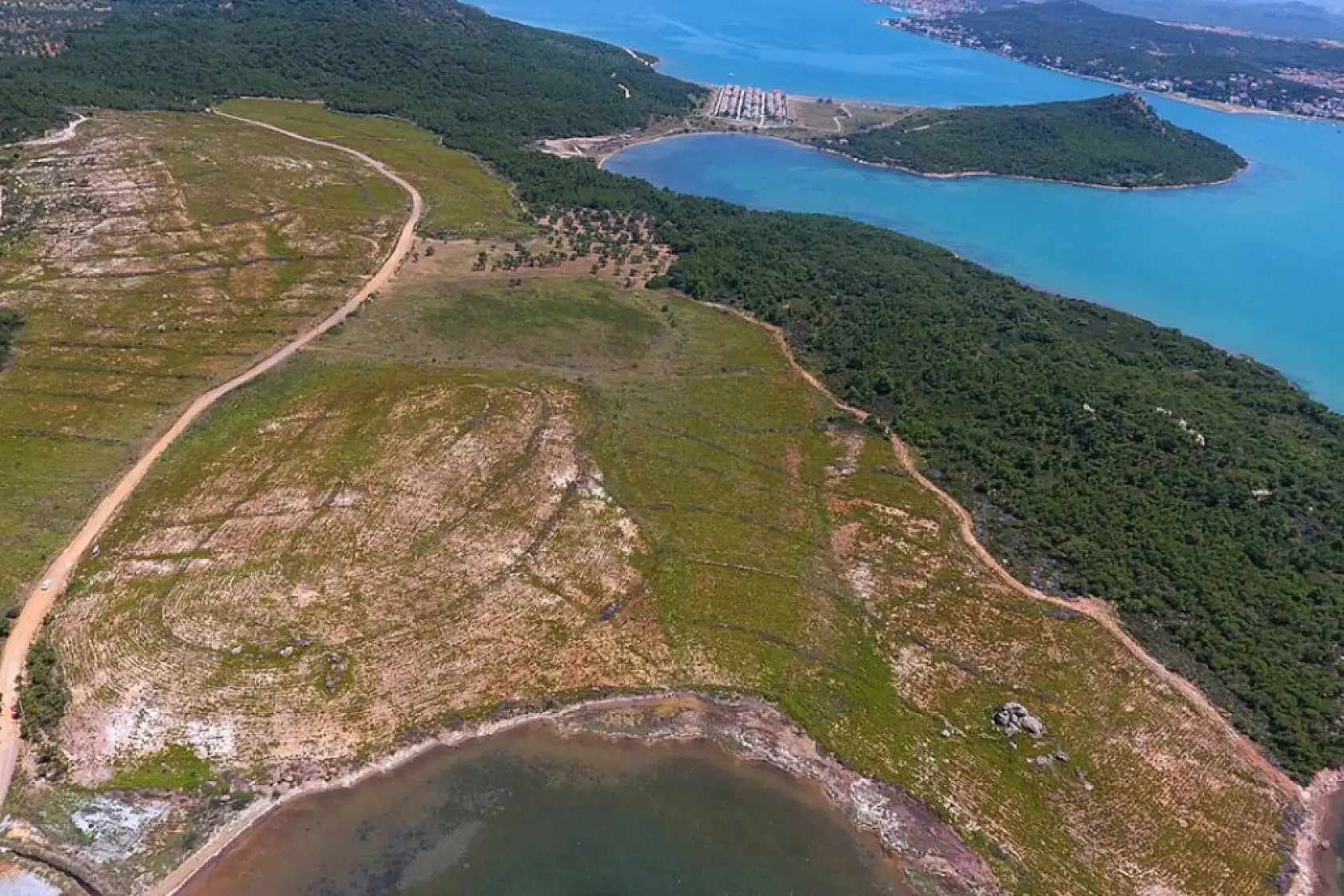 Yanan ormanlar yeniden yeşerdi