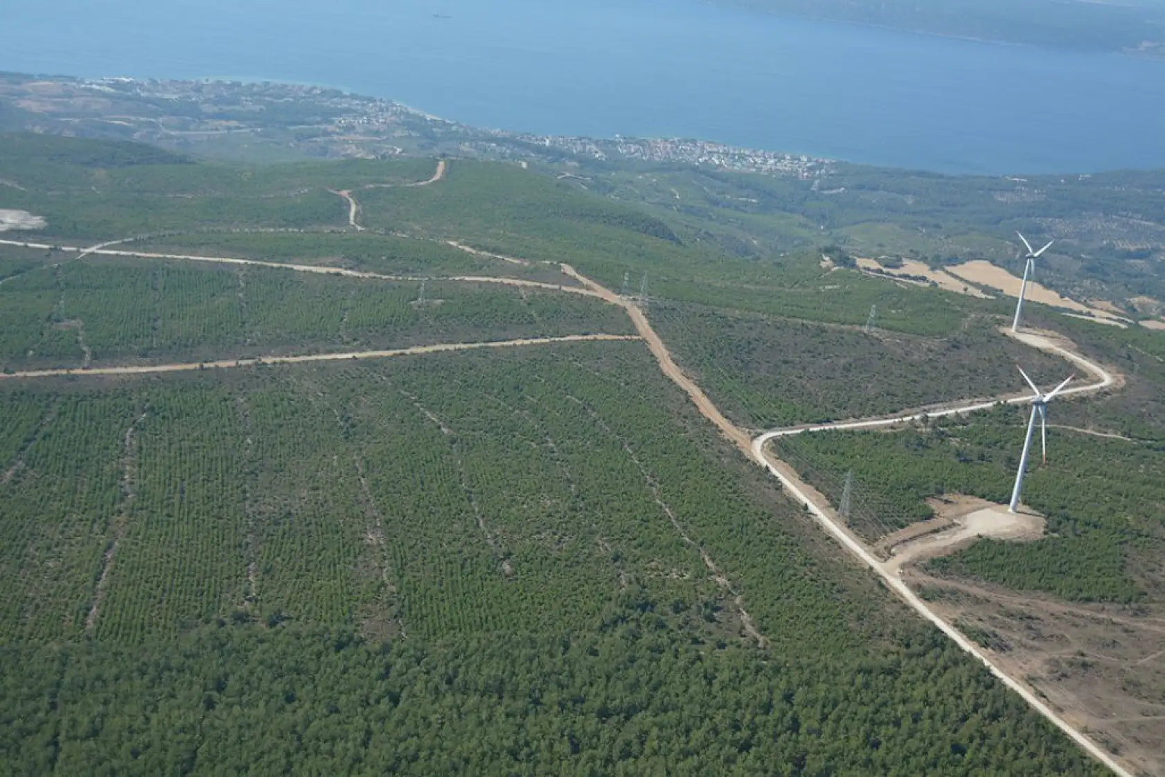 Yanan ormanlar yeniden yeşerdi