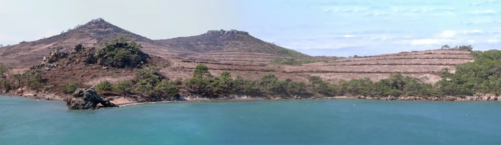 Yanan ormanlar yeniden yeşerdi