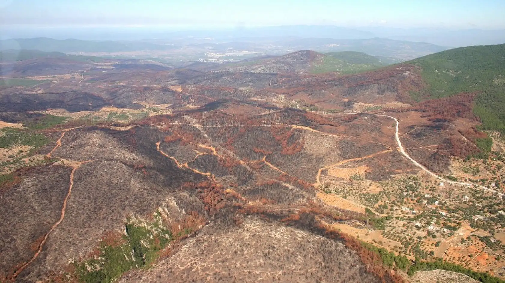 Yanan ormanlar yeniden yeşerdi