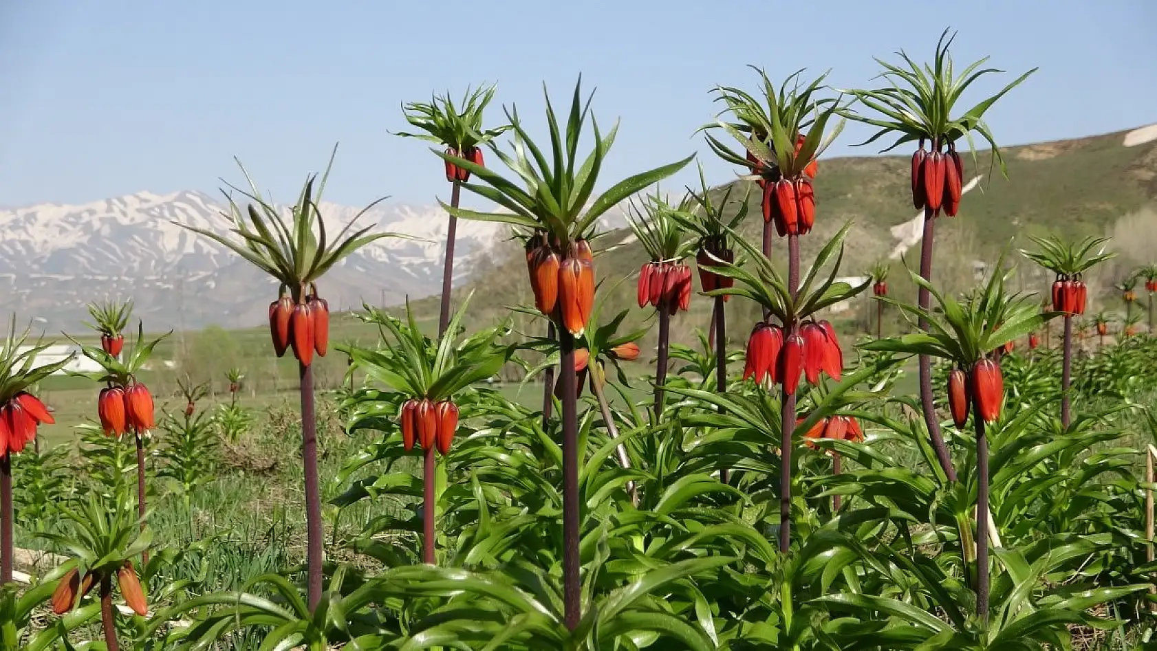 Yüksekova'da ters laleler kendine hayran bıraktı