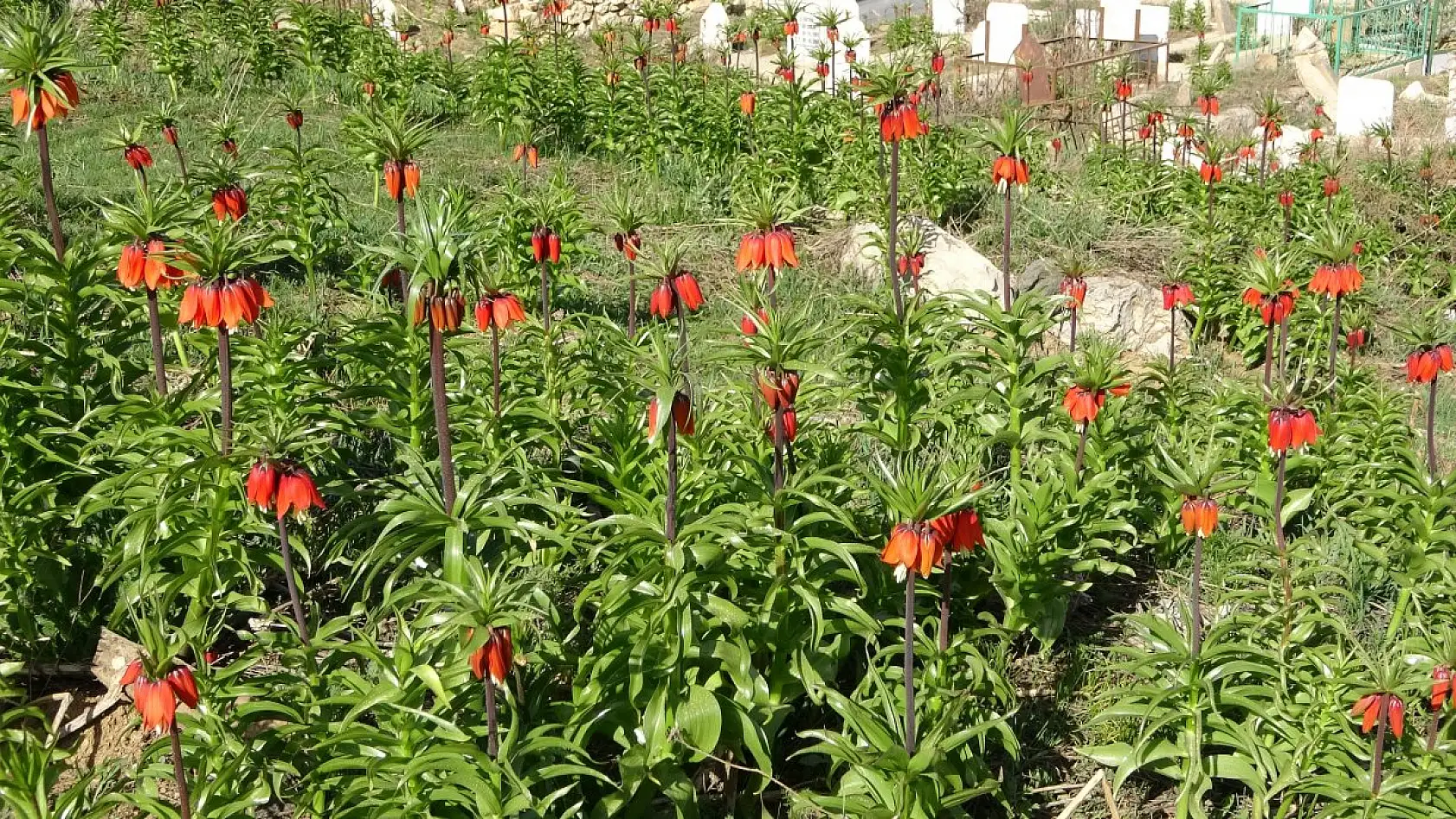 Yüksekova'da ters laleler kendine hayran bıraktı