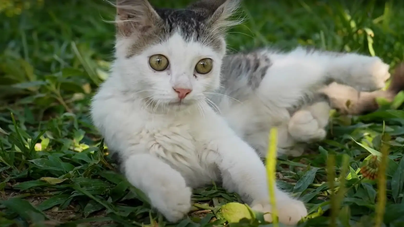 Kedi tırmalaması kuduz yapar mı?