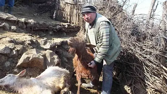 Balıkesir'de sahipsiz köpekler keçileri parçaladı
