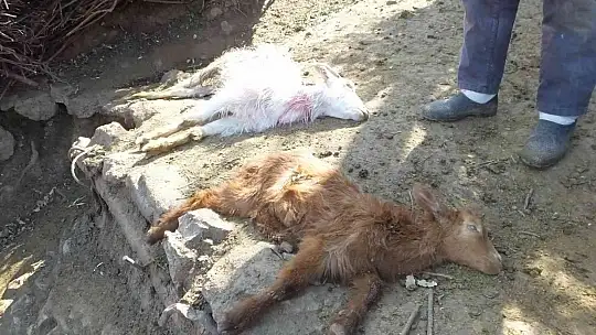 Balıkesir'de sahipsiz köpekler keçileri parçaladı