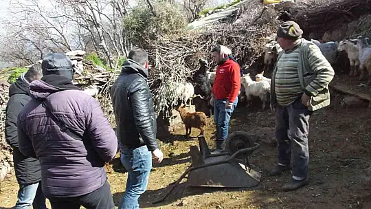Balıkesir'de sahipsiz köpekler keçileri parçaladı