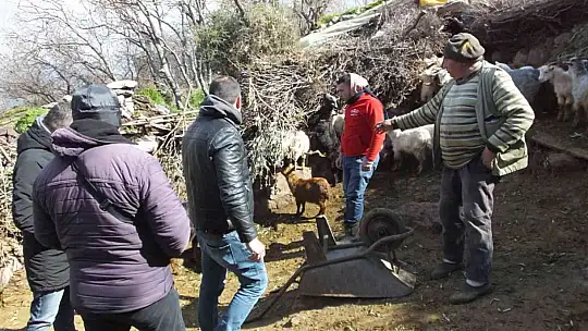 Balıkesir'de sahipsiz köpekler keçileri parçaladı