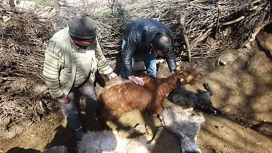 Balıkesir'de sahipsiz köpekler keçileri parçaladı