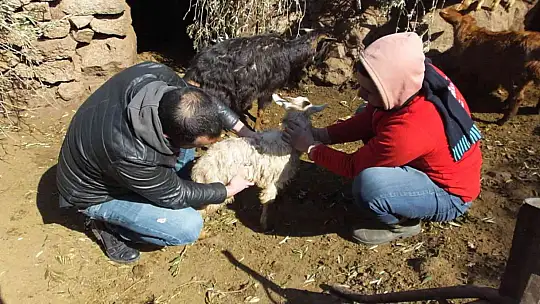 Balıkesir'de sahipsiz köpekler keçileri parçaladı