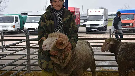 Koçlar Gönen'de panayırda boy gösterdi