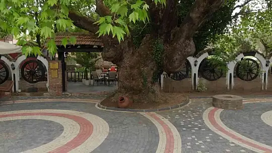 (Özel) Kazdağları'nın eteklerindeki 400 yıllık anıt ağaçlar turizme kazandırılıyor