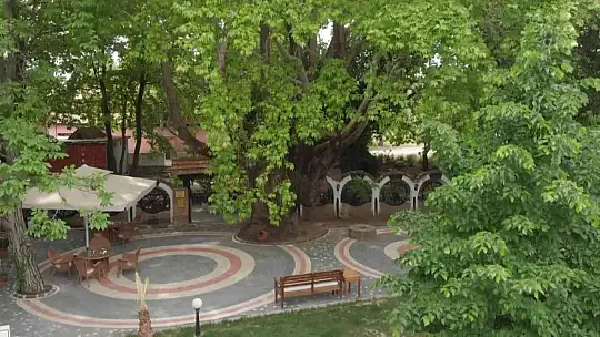 (Özel) Kazdağları'nın eteklerindeki 400 yıllık anıt ağaçlar turizme kazandırılıyor