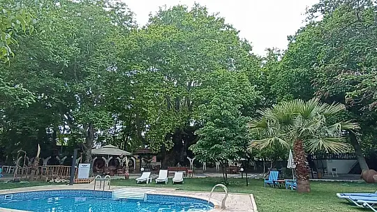 (Özel) Kazdağları'nın eteklerindeki 400 yıllık anıt ağaçlar turizme kazandırılıyor