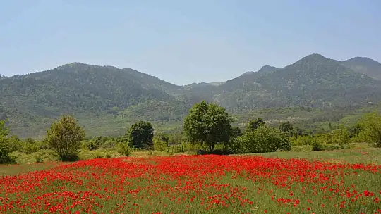 Sındırgı gelincik tarlaları ile kırmızıya büründü