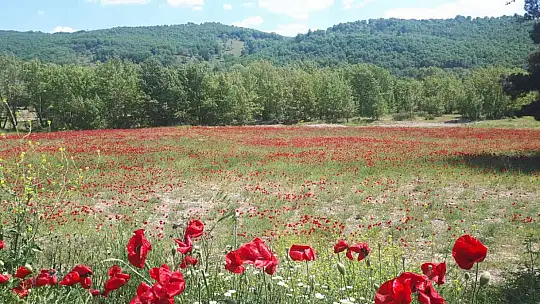 Sındırgı gelincik tarlaları ile kırmızıya büründü