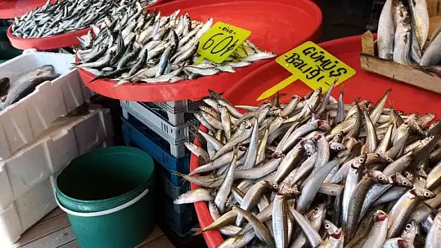 Av yasağı geldi, hamsinin fiyatı yükseldi