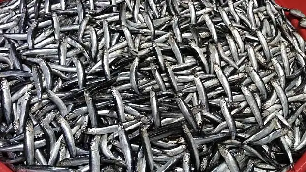 Balık avlama yasağı ile balıkhane amatör balıkçılara kaldı