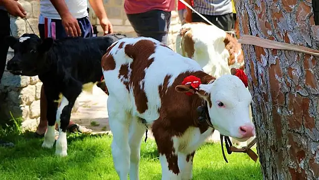 Jüri en güzel buzağını belirlerken zorlandı