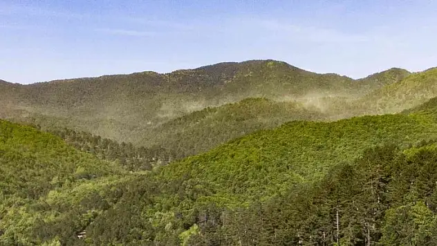 (Özel Haber) Kazdağları'nda adeta polen fırtınası yaşandı