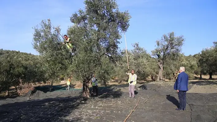 Burhaniye Belediyesi erken hasat zeytinyağı satışına başladı